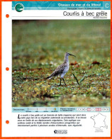 COURLIS A BEC GRELE Oiseau Illustrée Documentée  Animaux Oiseaux Fiche Dépliante Animal - Dieren