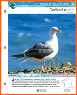 GOELAND MARIN Oiseau Illustrée Documentée  Animaux Oiseaux Fiche Dépliante Animal - Dieren