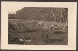 Moritzburg - Hirsche, Herten, Cerf, Deer - Jagdschloss - Autres & Non Classés