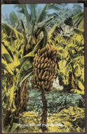 Bermuda 1931 - Banana Tree And Fruit - Bermuda