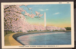 Washington Monument And Japanese Cherry Blossoms, Riverside Drive. - Washington DC