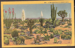 A Few Varieties Of Desert Cacti - Autres & Non Classés