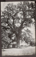 Near Gridley, California - Hutchins Oak. 11 Ft Diameter. Largest In California - Other & Unclassified