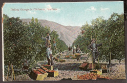 Pasadena, California - Picking Oranges - Other & Unclassified