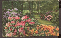 Des Fleurs Dan S Le Fôret - Jolie CPA 1933  - Vintage Card - 1900-1949