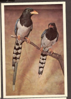 Bird, Oiseau, Vogel - Roodsnavel-jachtekster - Magpie, Pie, Elster - Pájaros