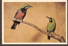 Bird, Oiseau, Vogel - Goudvoorhoofd-bladvogel - Birds