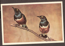 Bird, Oiseau, Vogel - Driekleur-glansspreeuw - Starling, étourneau, Star - Vogels