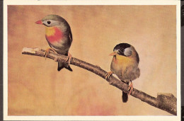 Bird, Oiseau, Vogel - Japanse Nachtegaal - Nightingale, Nachtigall, Rosignoll - Vögel