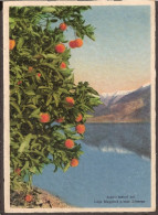 Lago Maggiore Presso Brissago - Aranci, Oranges, Sinaasappelen - Autres & Non Classés