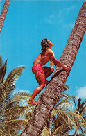 Hawaii - HONOLULU - A Tree Climber, Waikiki - Publ. Pacific Film Co.  - Honolulu