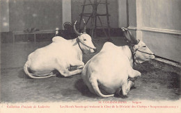 Viet-Nam - SAIGON - Les Vaches Sacrées Qui Trainent Le Char De La Divinité Des Chettys - Communauté Hindoue - Ed. Poujad - Vietnam