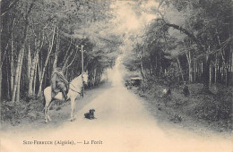 SIDI FERRUCH - La Forêt - Andere & Zonder Classificatie