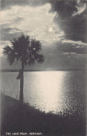 Bermuda - The Lone Palm - Publ. Phoenix Drug Co.  - Bermuda