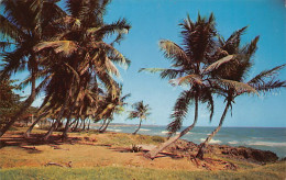 Dominican Republic - Palm-fringed Coast - Publ. Farmacia Esmeralda 1 - Dominicaine (République)