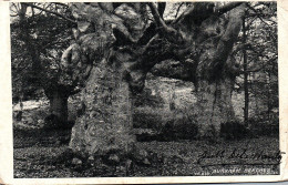 BURNHAM BEECHES TREE POSTED TO URUGUAY WINDSOR 1907 - Buckinghamshire