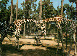 72* LA FLECHE  Parc Zoologique  « tertre Rouge »  Girafes  (CPM 10x15cm)  RL18,0993 - La Ferte Bernard