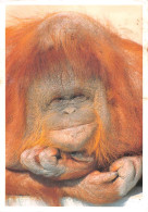 ORANG-OUTAN Pongo Pygmaeus Sumatra Bornéo Tapanuli, (Scan R/V) N° 49 \MR8002 - Autres & Non Classés