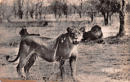 Lions Et Lionnes  édition Au Messager BRAZZAVILLE (Scan R/V) N° 75 \MR8001 - Brazzaville