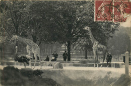 75* PARIS  Bois De Vincennes –   Prc Zoo -  Les Girafes  RL29,1180 - Parchi, Giardini