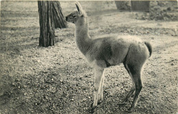 75* PARIS  Bois De Vincennes –  Parc Zoo -  Jeune Guanaco RL29,1174 - Parken, Tuinen