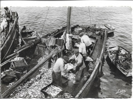 56. QUIBERON. PORT MARIA. DEBARQUEMENT DE LA SARDINE. 1951. - Quiberon