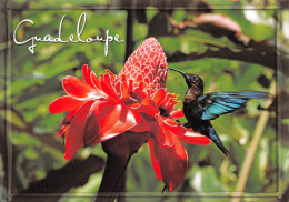 GUADELOUPE Le Colibri Et La Rose De Porcelaine (Scan R/V) N°   15   \MR8058 - Autres & Non Classés