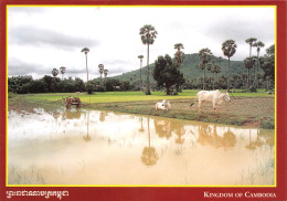 CAMBODGE Cambodia  Vaches  ព្រះរាជាណាចក្រកម្ពុជា  Preăhréachéanachâkr Kâmpŭchéa (Scan R/V) N°   56   \MR8057 - Kambodscha