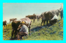A892 / 207 15 - Le Cantal Vacherie En Montagne La Traite ( Vache ) - Altri & Non Classificati