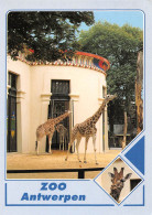 ZOO  ANTWERPEN Belgique    (Scan R/V) N°   44    \MR8076 - Altri & Non Classificati