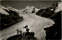 Eggishorn Aletschgletscher Ziegen - Sonstige & Ohne Zuordnung