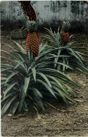 Singapore - Pinapple Plants - Singapour