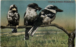 Australia - Laughing Jackasses - Kookaburras - Autres & Non Classés