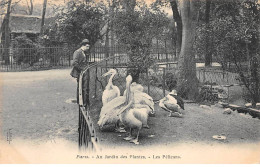 PARIS - Au Jardin Des Plantes - Les Pélicans - Très Bon état - Distretto: 05
