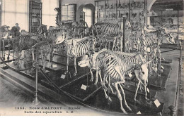 Ecole D'ALFORT - Musée - Salle Des Squelettes - Très Bon état - Maisons Alfort