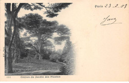 PARIS - Cèdres Du Jardin Des Plantes - Très Bon état - Arrondissement: 05