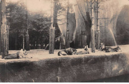 PARIS - Zoo De Vincennes - 1934 - état - Distrito: 05