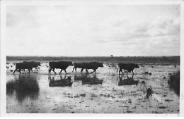 ARLES - Photo Georges - Taureaux - Très Bon état - Arles