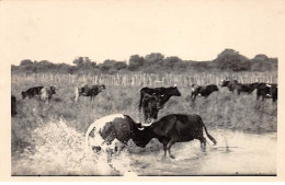 ARLES - Photo Georges - Combat De Taureaux - Très Bon état - Arles