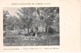 Ecole D'Aviculture De GAMBAIS - Village Sainte Marie - Parquet D'Elevage - Repas Des Poussins - Très Bon état - Autres & Non Classés