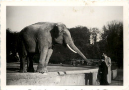 Fürstenfeldbruck - Zoo - Elefant - Fürstenfeldbruck