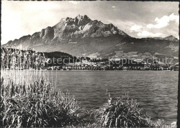 11647904 Luzern LU Tribschen Pilatus Luzern - Otros & Sin Clasificación