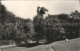 11647338 Mariastein SO Jugendburg Rotberg Kuh Mariastein - Sonstige & Ohne Zuordnung