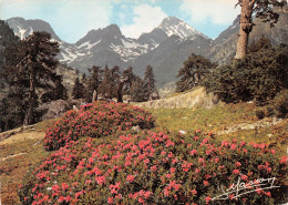 65 CAUTERETS La Marcadou Pics Muga Falisse Et Fache Cp Vierge Non Circulé éd MASSON (Scan R/V) N° 56 \MS9007 - Cauterets