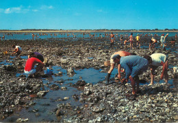 17 île De Ré La Pêche Aux Huitres (Scan R/V) N° 7 \MS9018 - Ile De Ré