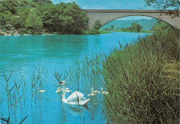 04 GREOUX-LES-BAINS Pont Sur Le Verdon Les Cygnes (Scan R/V) N° 19 \MS9012 - Gréoux-les-Bains
