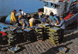 56 QUIBERON Déchargement De La Sardine (Scan R/V) N° 39 \MS9027 - Quiberon