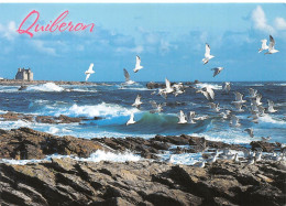 56 QUIBERON Côte Sauvage De La Presqu'île (Scan R/V) N° 2 \MS9027 - Quiberon