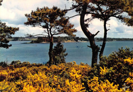 56 L'île Aux Moines Vue Générale Sur Le Golfe (Scan R/V) N° 22 \MS9023 - Ile Aux Moines