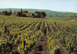 39 ARBOIS Domaine De SORBIEF Henri MAIRE (Scan R/V) N° 13 \MS9020 - Arbois